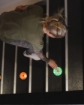 Imagem de PUSH PUCKS – Kit com 4 discos